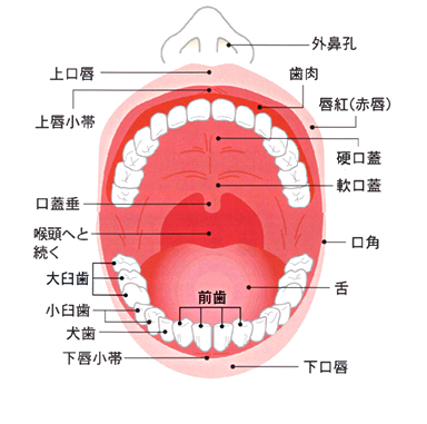 口腔の構造２.png