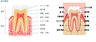 歯の構造２.jpg